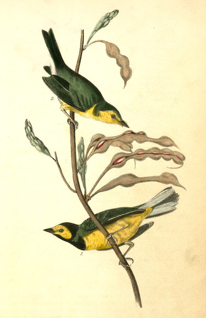 Detail of Hooded Flycatching Warbler by John James Audubon