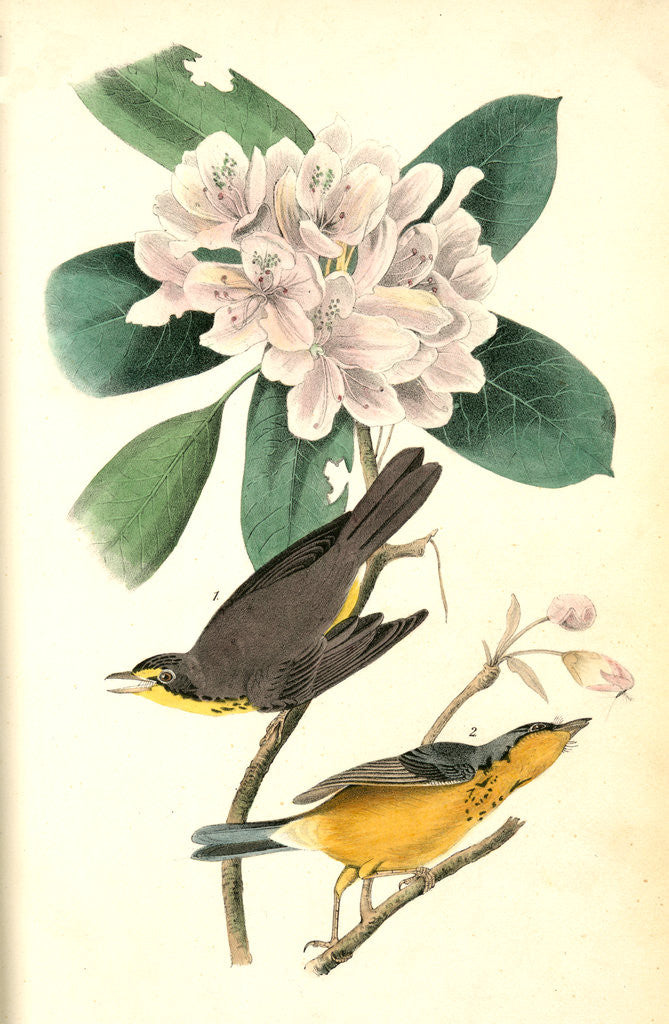 Detail of Canada Flycatcher by John James Audubon