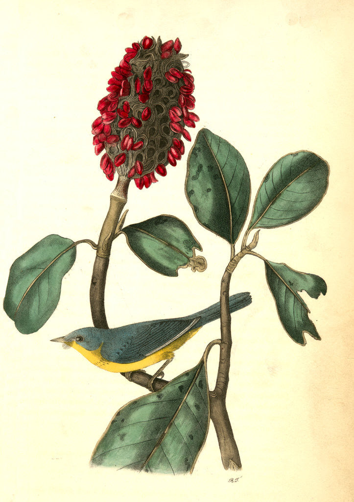 Detail of Bonaparte's Flycatching-Warbler by John James Audubon