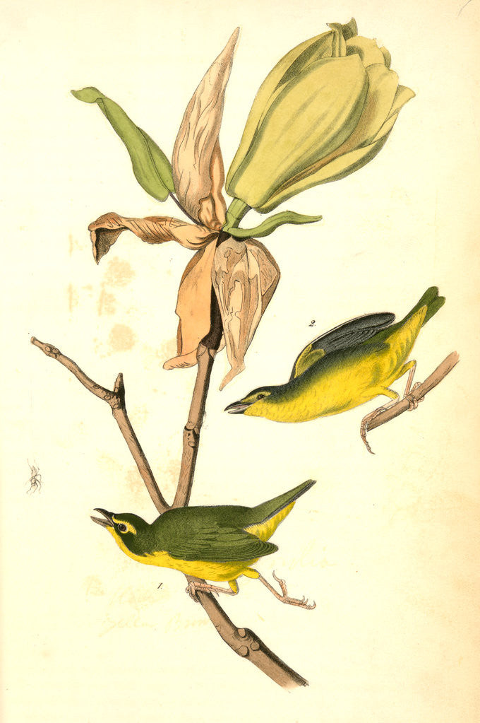 Detail of Kentucky Flycatching-Warbler by John James Audubon