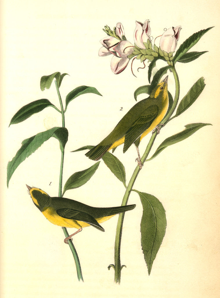 Detail of Wilson's Flycatching-Warbler by John James Audubon
