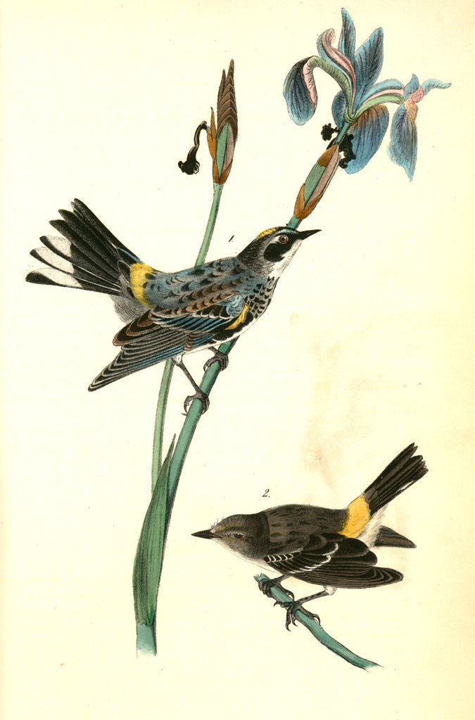 Detail of Yellow-crowned Wood-Warbler by John James Audubon