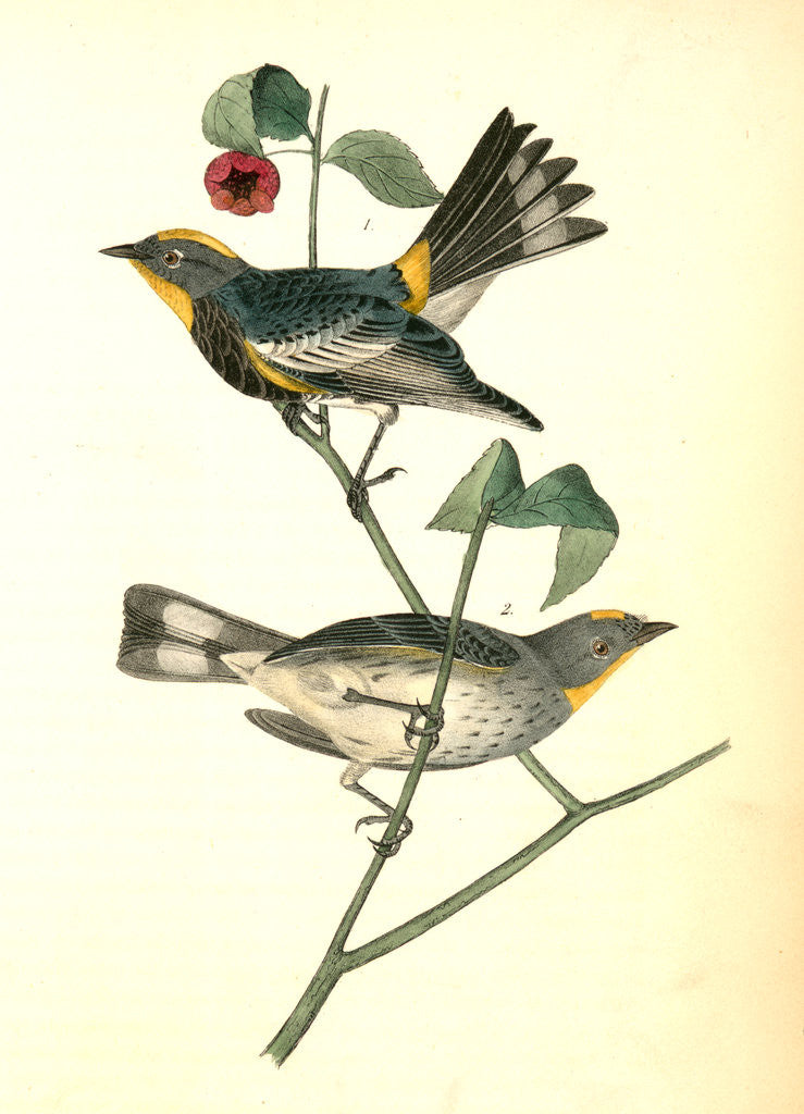 Detail of Audubon's Wood-Warbler by John James Audubon