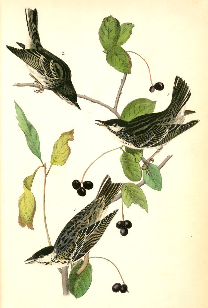 Detail of Blue-Grey Flycatcher. (Black Walnut. Juglans nigra.) by John James Audubon