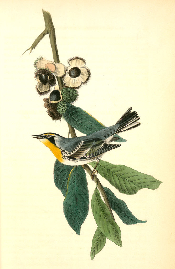 Detail of Yellow-throated Wood-Warbler, male. (Chinquapin. Castanea pumila.) by John James Audubon