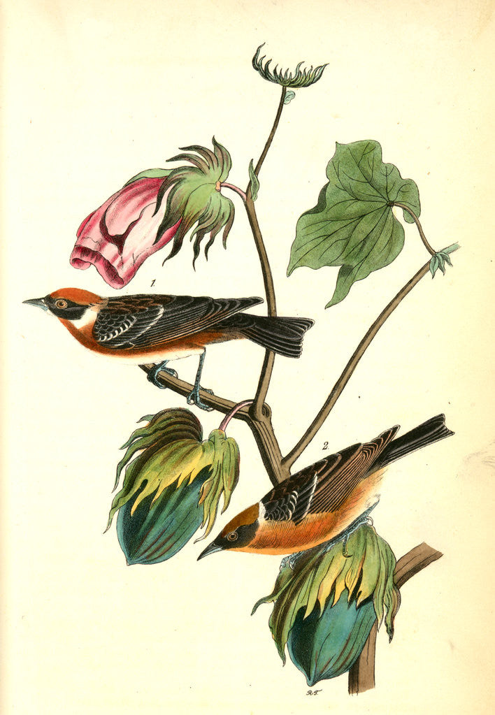 Detail of Bay-breasted Wood-Warbler by John James Audubon