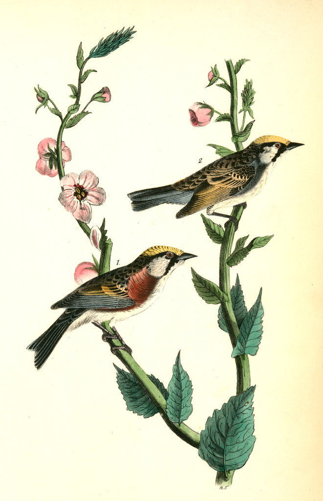 Detail of Chestnut-sided Wood-Warbler by John James Audubon
