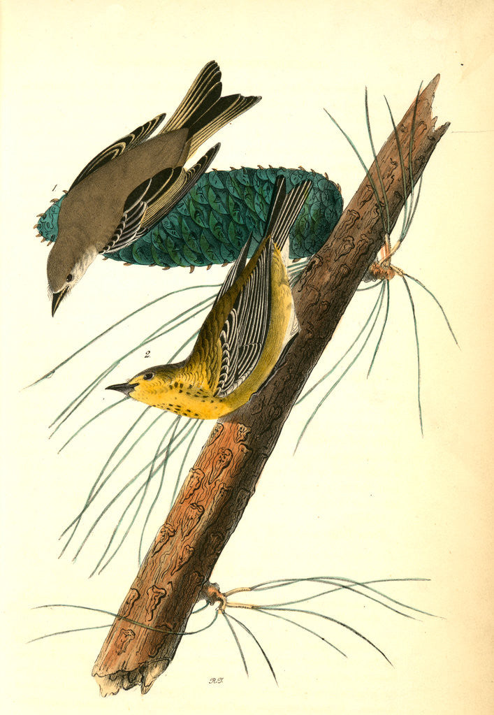 Detail of Pine-creeping Wood-Warbler by John James Audubon