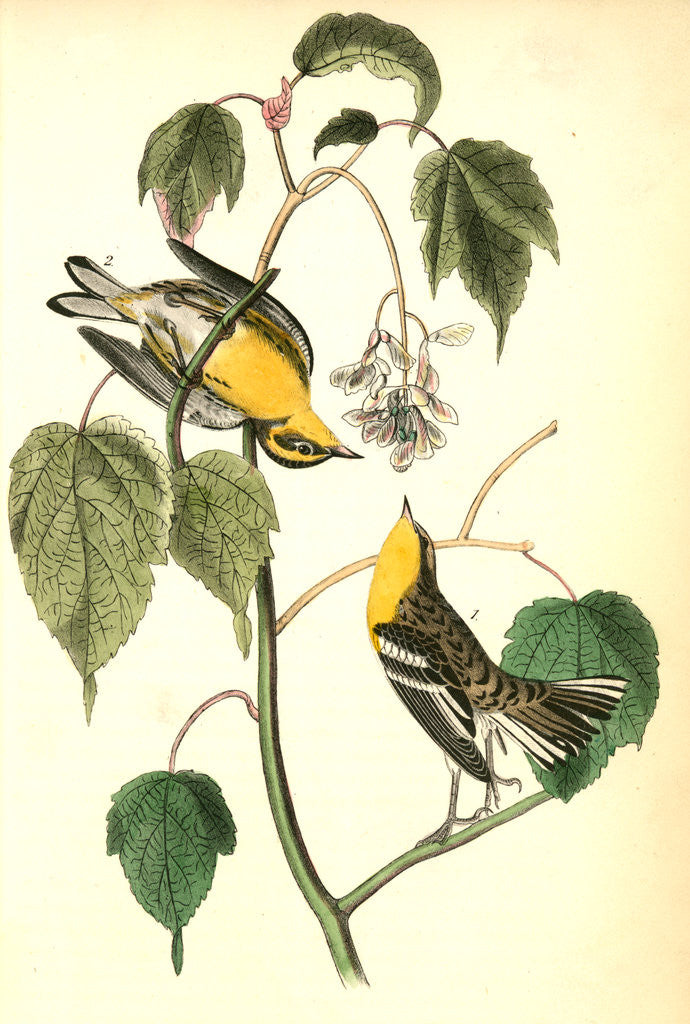 Detail of Hemlock Warbler by John James Audubon