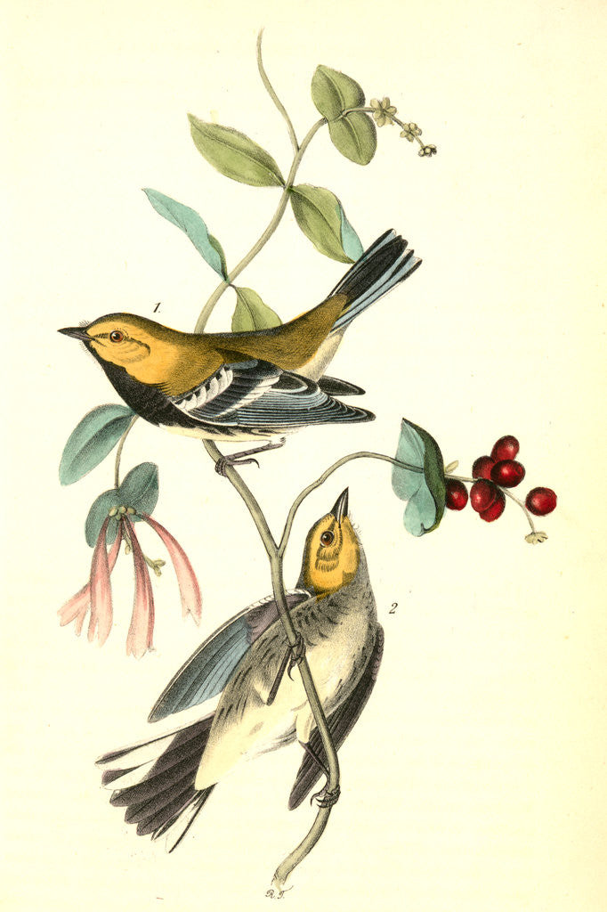 Detail of Black-throated Green Wood-Warbler by John James Audubon