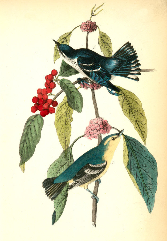 Detail of Coerulean Wood-Warbler by John James Audubon