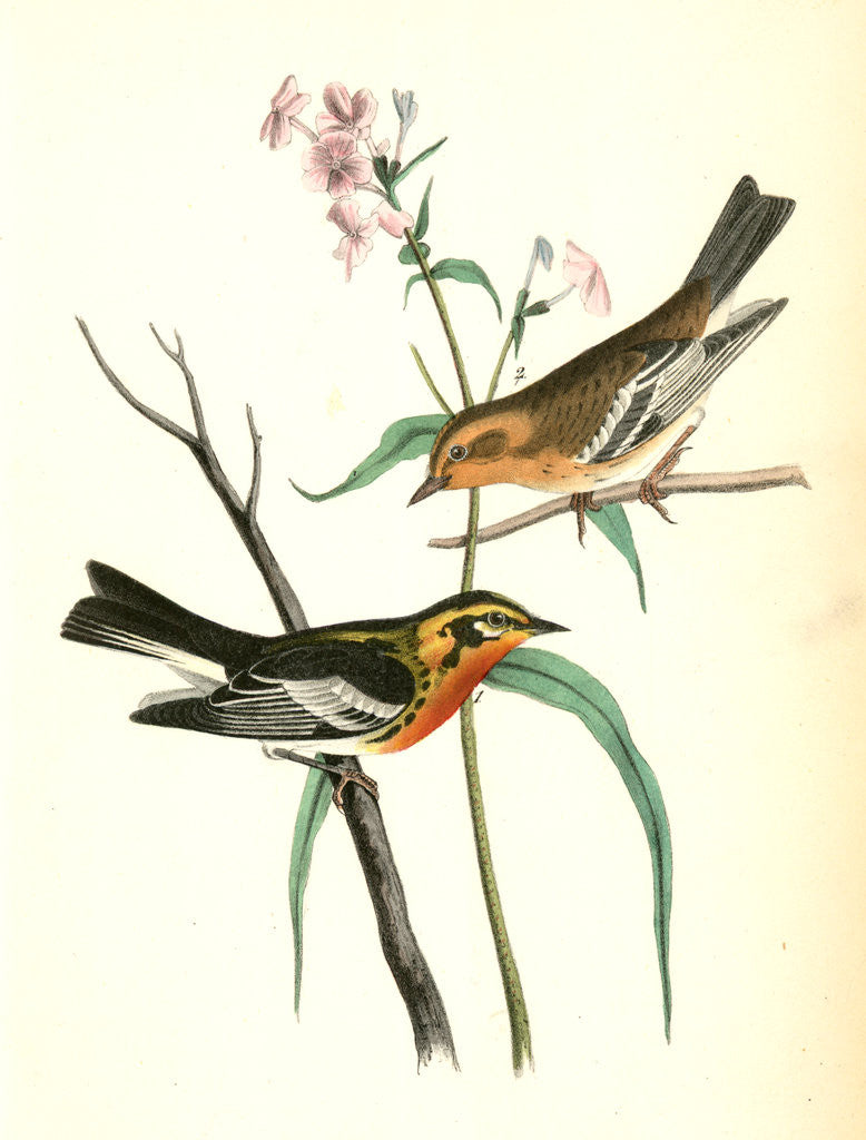 Detail of Blackburnia Wood-Warbler by John James Audubon