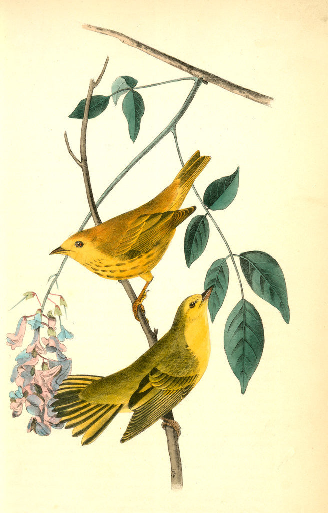 Detail of Yellow-poll Warbler. Males by John James Audubon