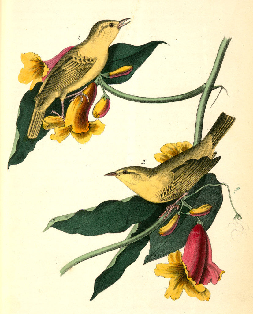 Detail of Rathbone's Wood-Warbler by John James Audubon