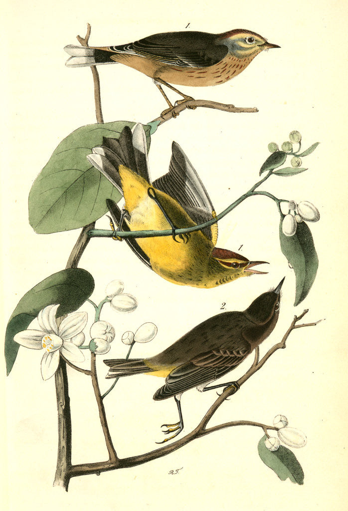 Detail of Yellow Red-poll Wood-Warbler by John James Audubon