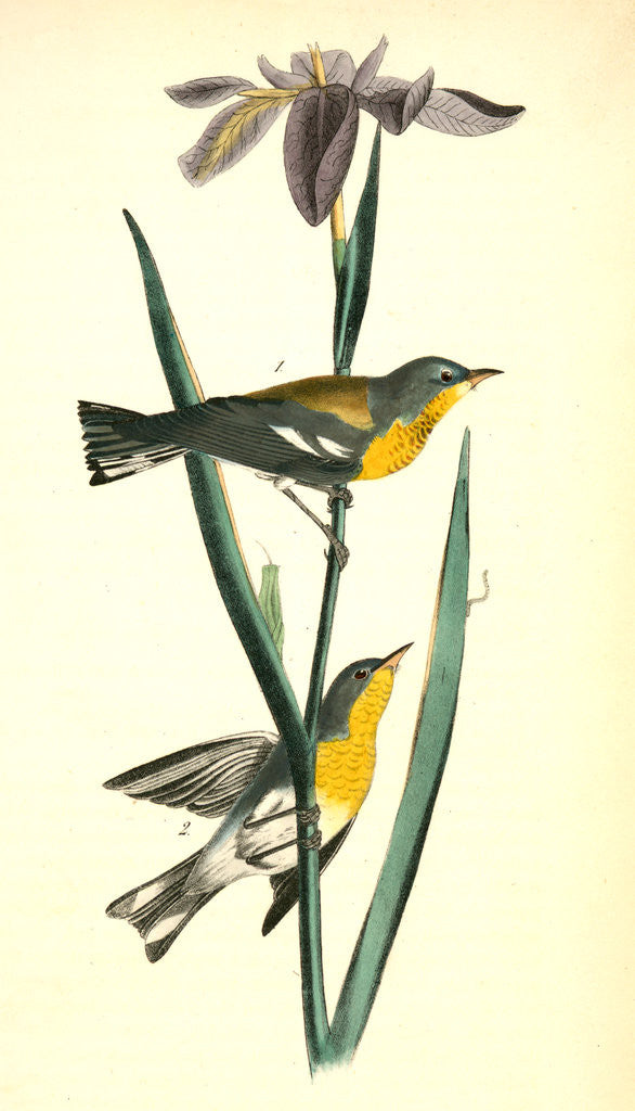 Detail of Blue yellow-backed Wood-Warbler by John James Audubon