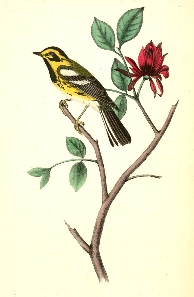 Detail of Townsend's Wood-Warbler. Male. (Carolina Alcspice [allspice].) by John James Audubon