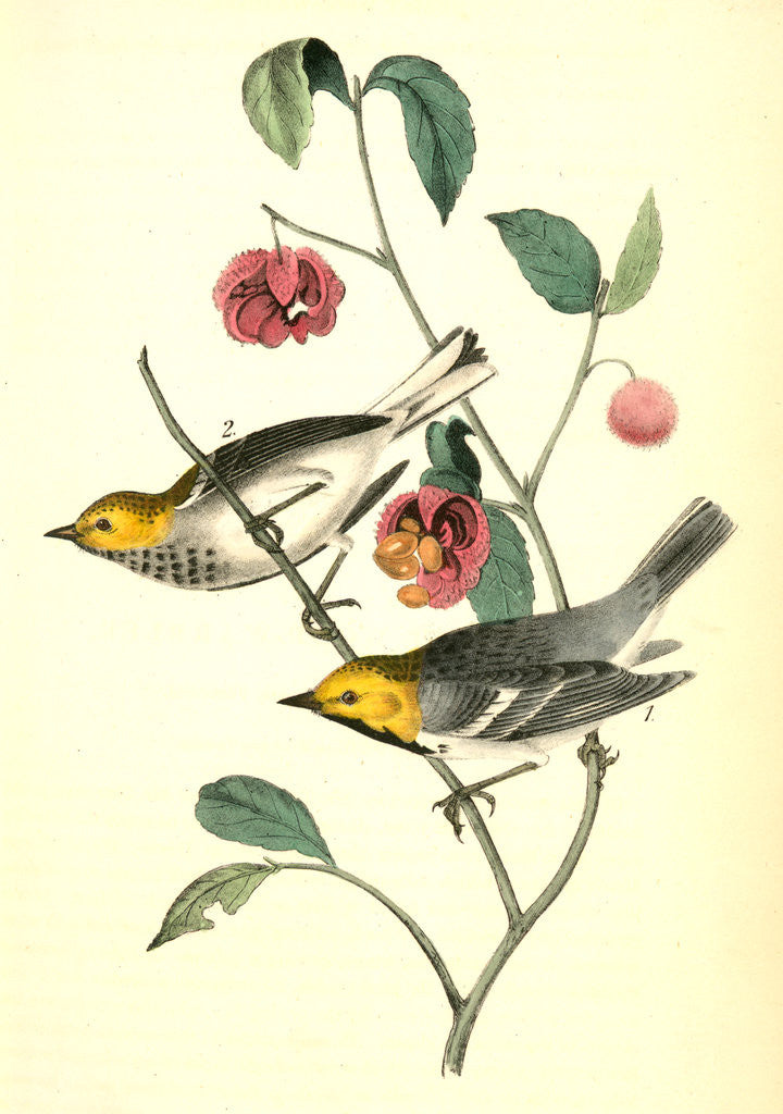 Detail of Hermit Wood-Warbler by John James Audubon