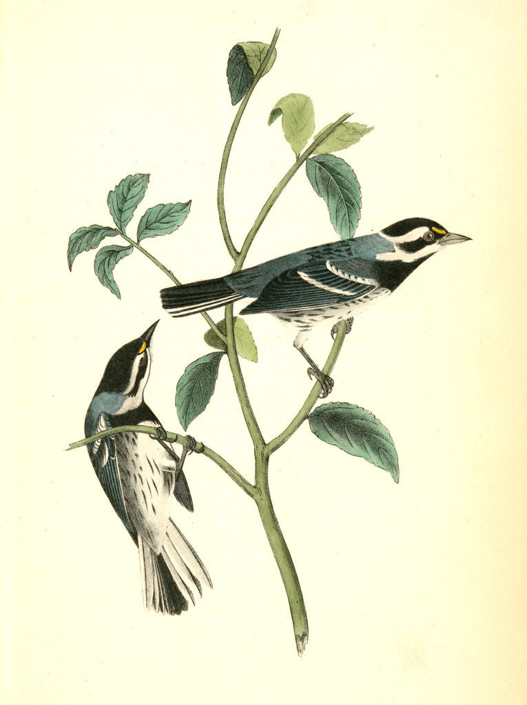 Detail of Black-throated Grey Wood-Warbler. Males by John James Audubon