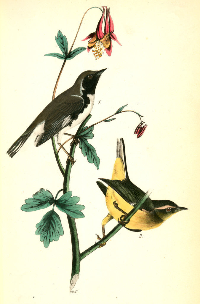 Detail of Black-throated Blue Wood-Warbler by John James Audubon