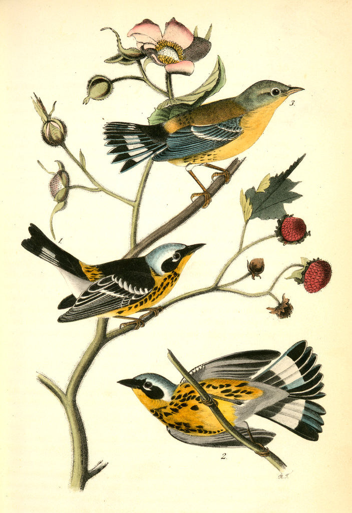 Detail of Black-and-yellow Wood-Warbler by John James Audubon