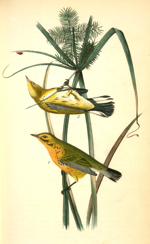 Detail of Prairie Wood-Warbler by John James Audubon