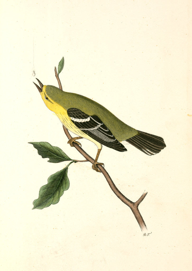 Detail of Blue-Mountain Warbler. Male by John James Audubon