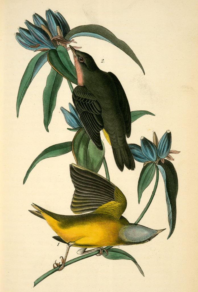 Detail of Connecticut Warbler by John James Audubon