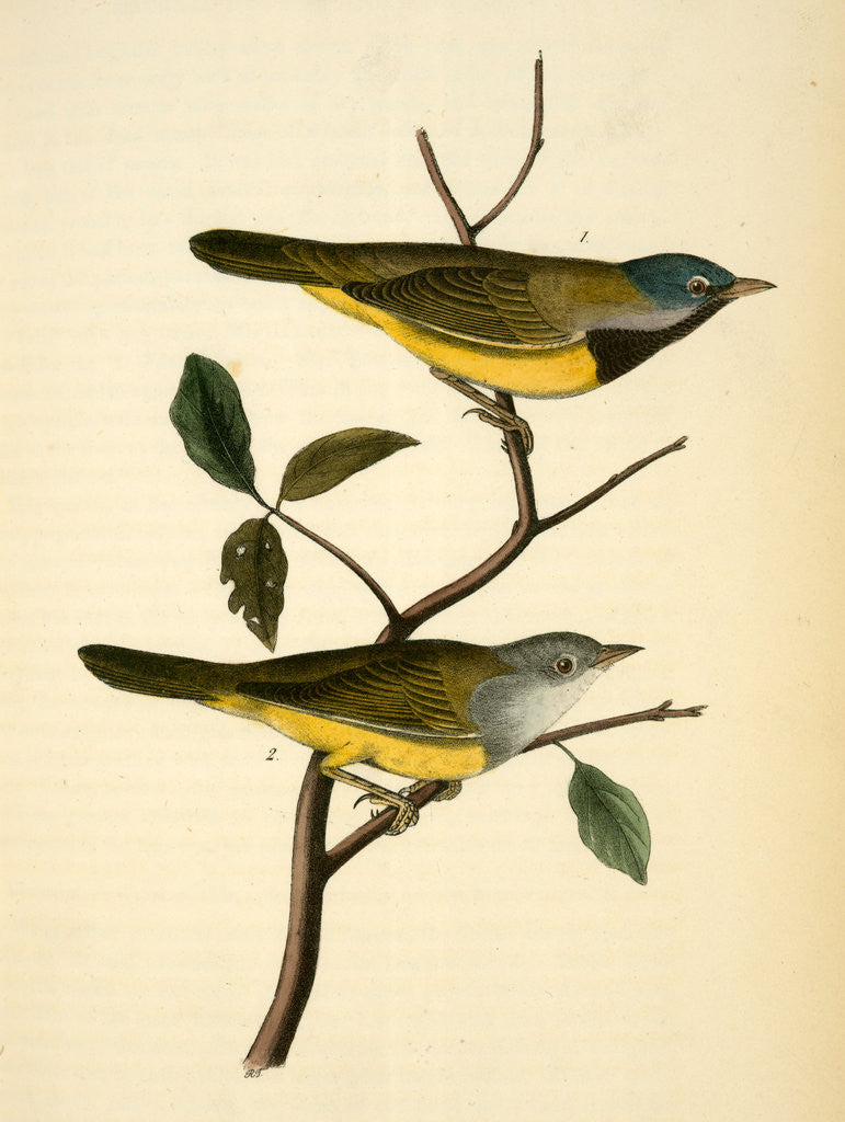 Detail of Macgillivray's Ground-Warbler by John James Audubon
