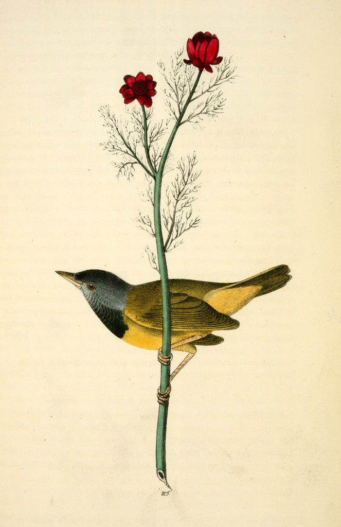 Detail of Mourning Ground-Warbler. Male. (Pheasant's-eye Flos-Adonis.) by John James Audubon