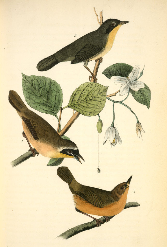 Detail of Maryland Ground-Warbler by John James Audubon
