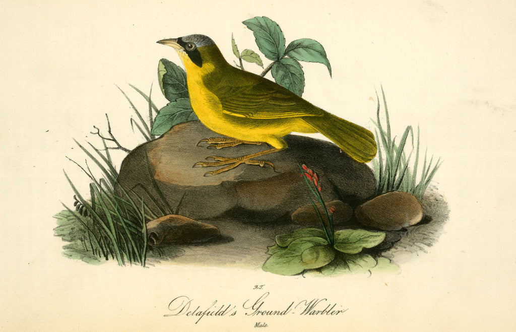 Detail of Delafield's Ground-Warbler. Male by John James Audubon