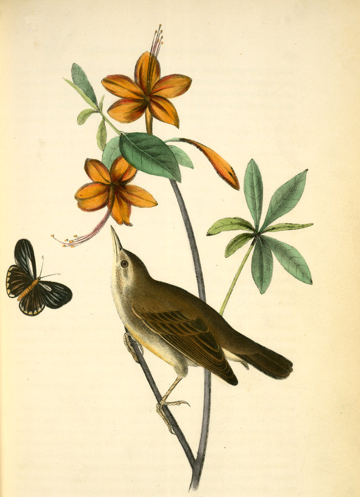 Detail of Swainson's Swamp-Warbler. Male. (Orange-coloured Azalea. Azalea caledulacea) by John James Audubon