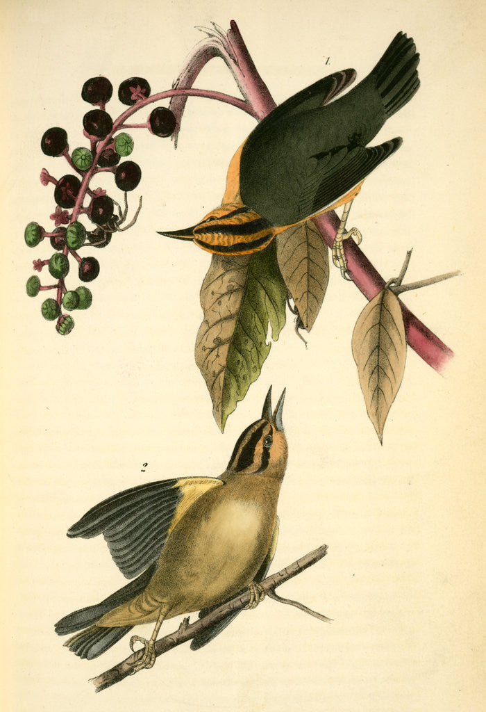 Detail of Worm-eating Swamp-Warbler by John James Audubon