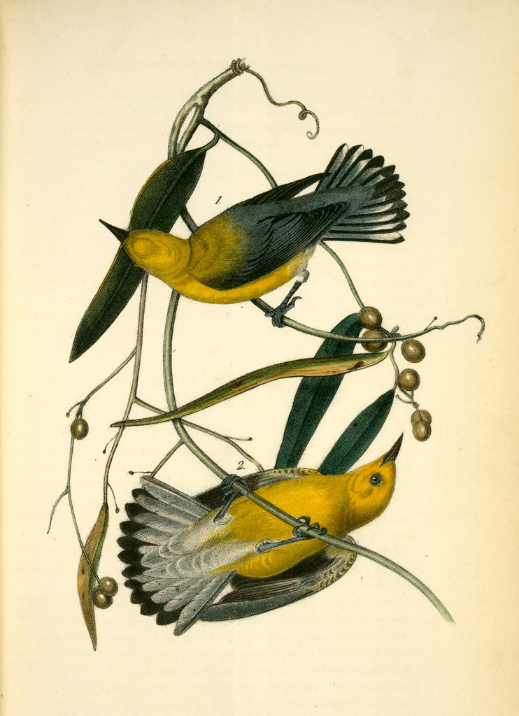 Detail of Prothonotary Swamp-Warbler by John James Audubon
