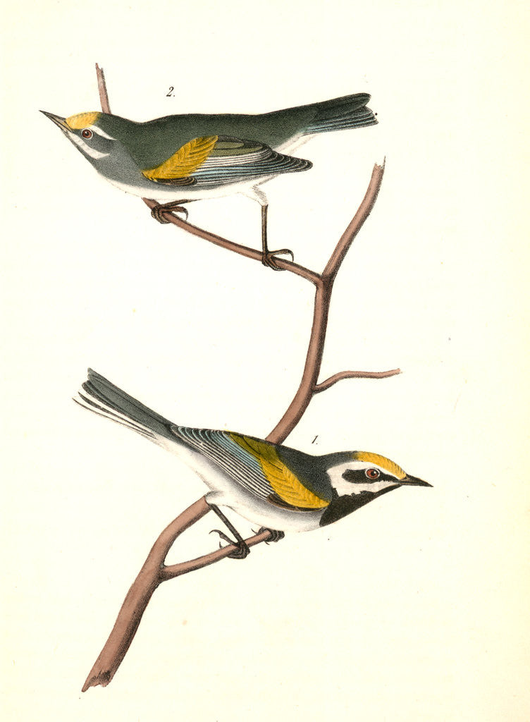 Detail of Golden-winged Swamp-Warbler by John James Audubon
