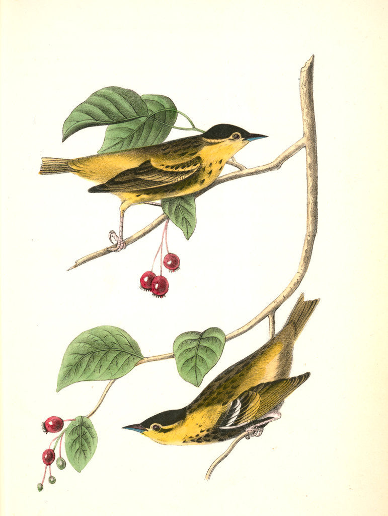 Detail of Carbonated Swamp-Warbler. Males. (May-bush or Service. Pyrus Botryapium.) by John James Audubon