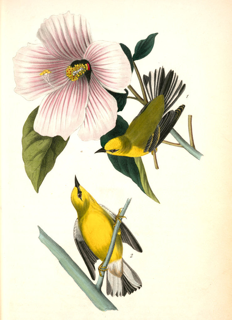 Detail of Blue-winged Yellow Swamp-Warbler by John James Audubon