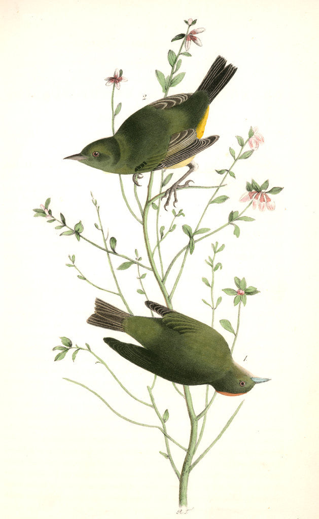 Detail of Orange-crowned Swamp-Warbler by John James Audubon