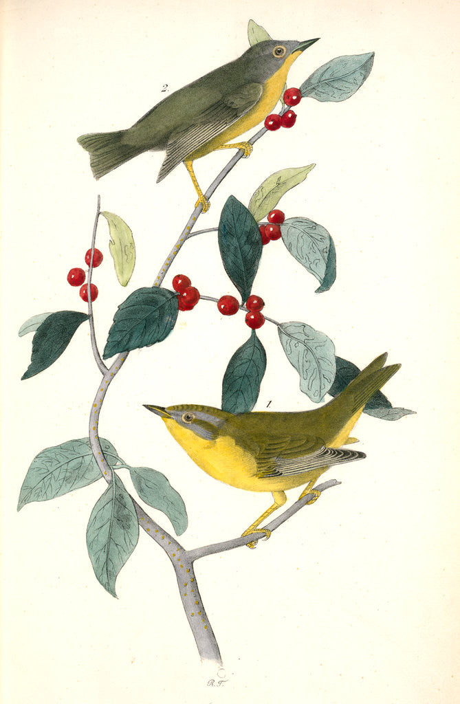 Detail of Nashville Swamp-Warbler by John James Audubon