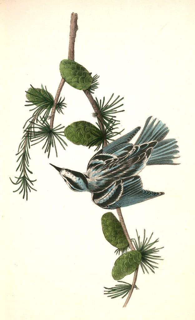 Detail of Black-and-white Creeping-Warbler. Male. (Black Larch. Pinus pendula.) by John James Audubon