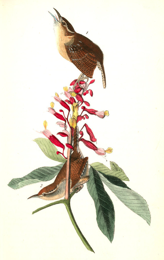 Detail of Great Carolina Wren by John James Audubon