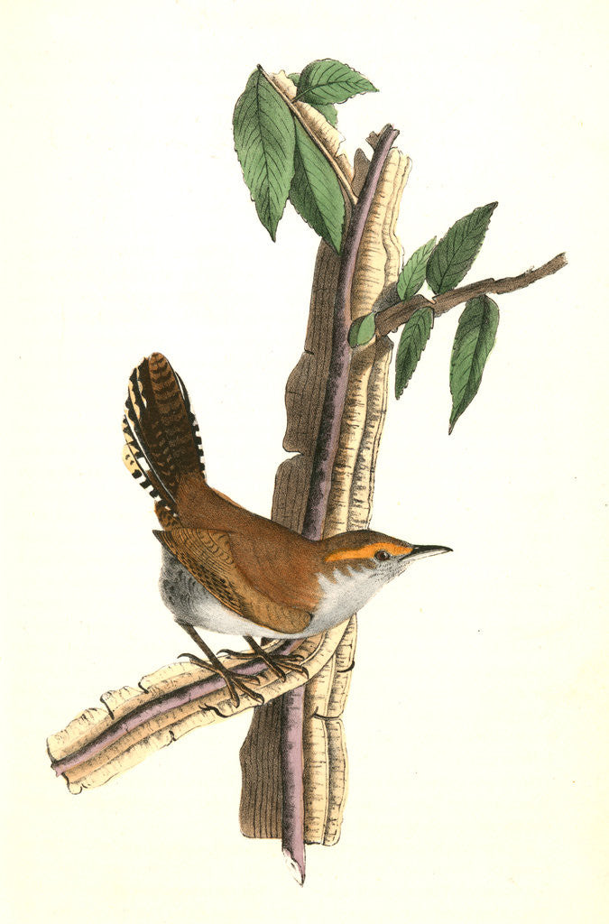 Detail of Bewick's Wren. Male. (Iron-wood Tree) by John James Audubon