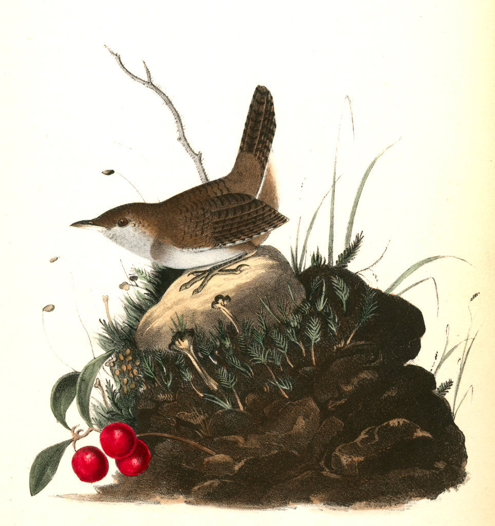 Detail of Wood Wren. Male. (Arbutus. Uva-ursi.) by John James Audubon
