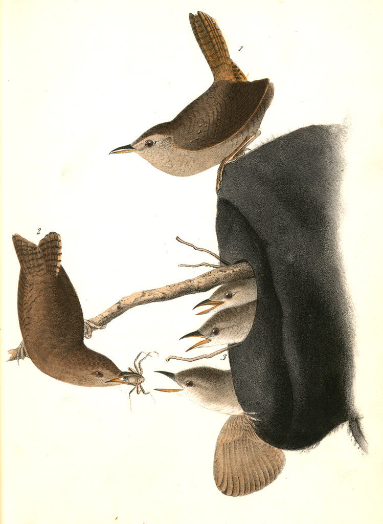 Detail of House Wren by John James Audubon