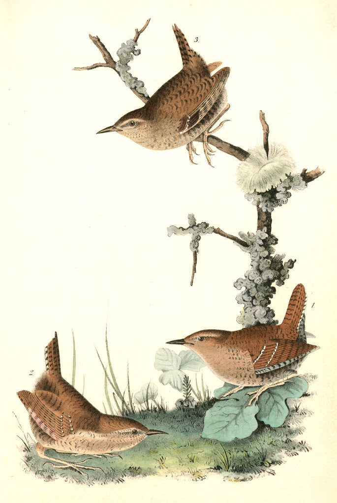 Detail of Winter Wren by John James Audubon