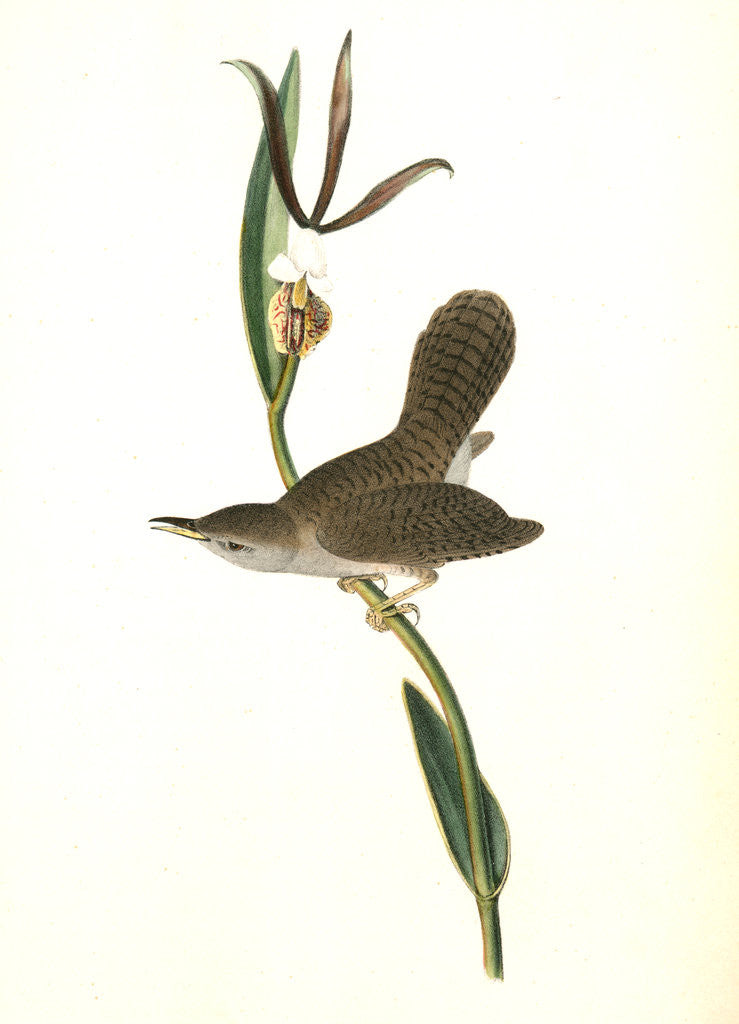 Detail of Parkman's Wren. Male. (Pogonia divaricata.) by John James Audubon