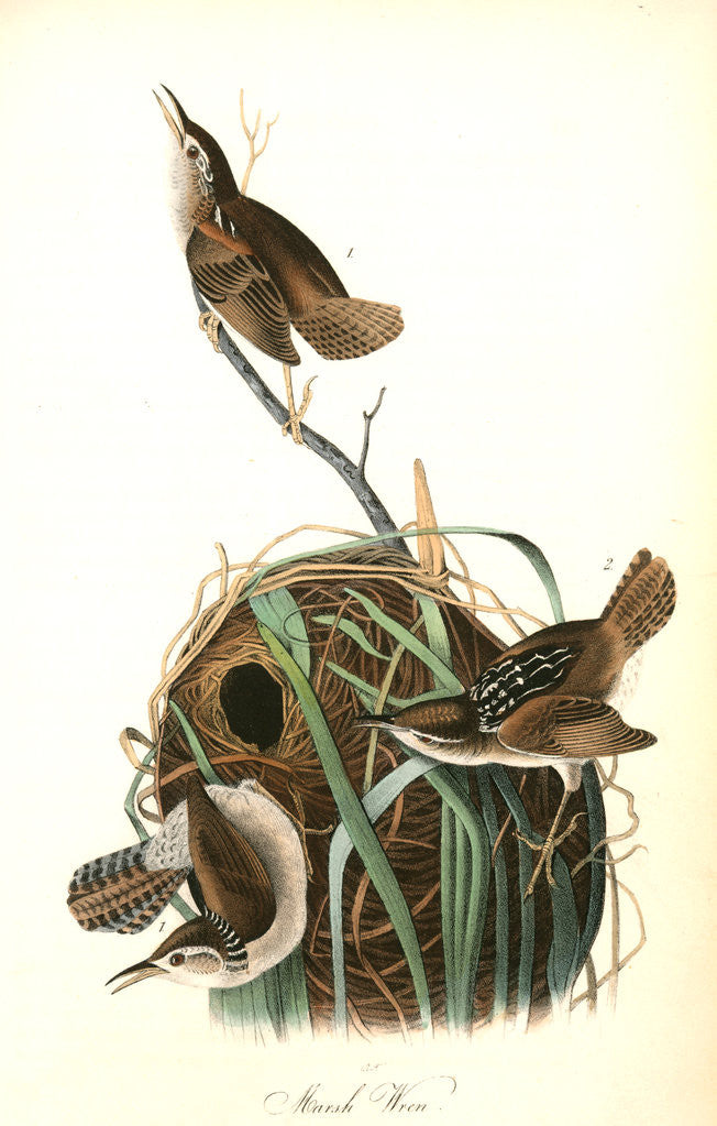 Detail of Marsh Wren by John James Audubon