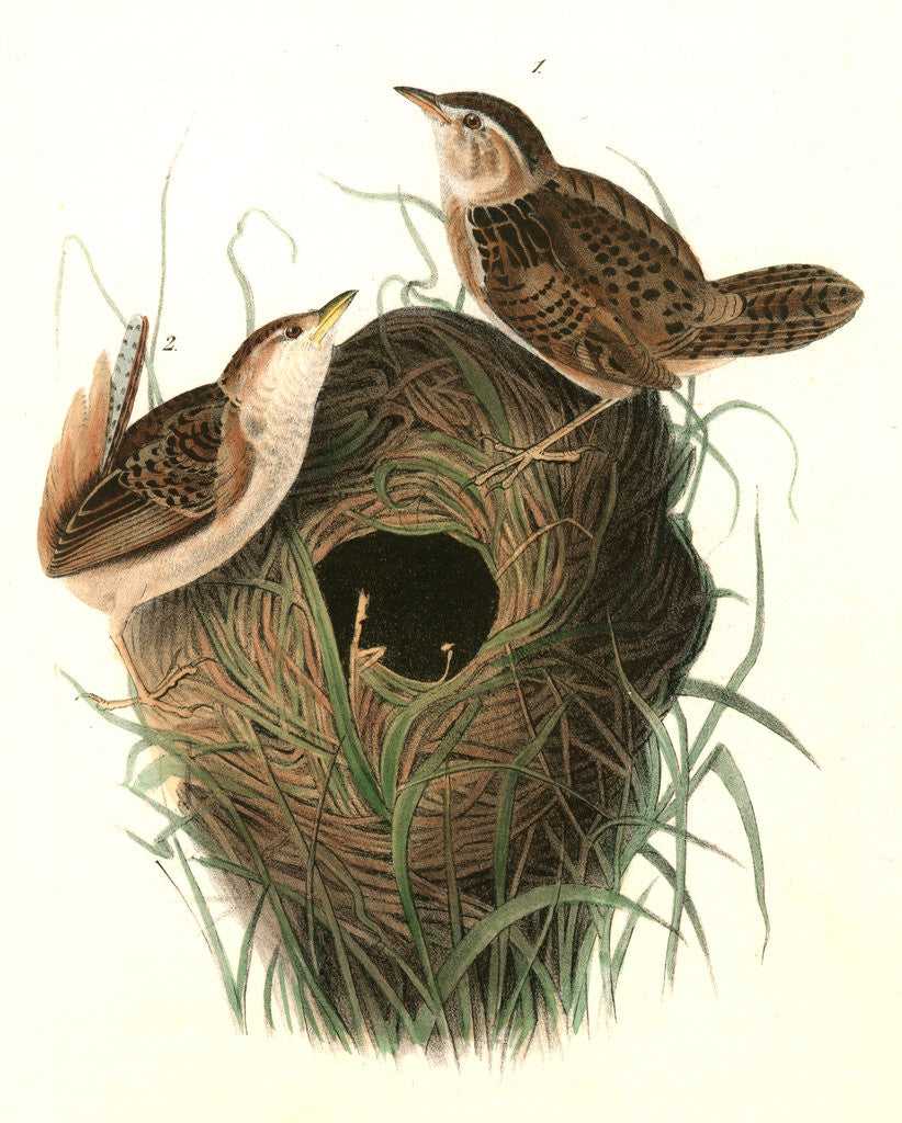 Detail of Short-billed Marsh Wren by John James Audubon