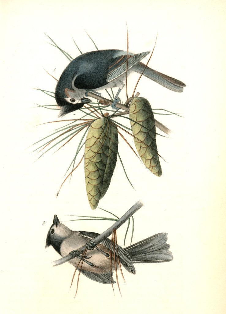 Detail of Crested Titmouse by John James Audubon